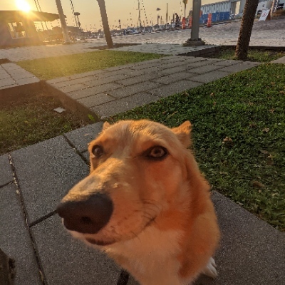 moxxi@mastodon.social