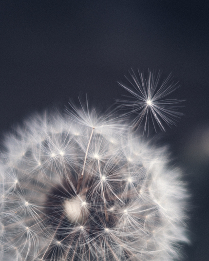Closeup of a dandelion flower with a seed just starting to fly away