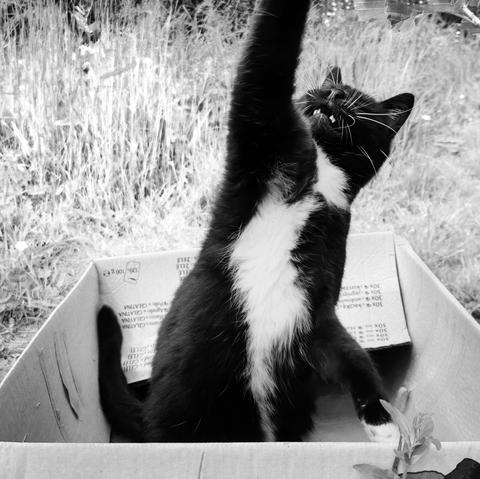 black and white cat celebrating the capture of the box