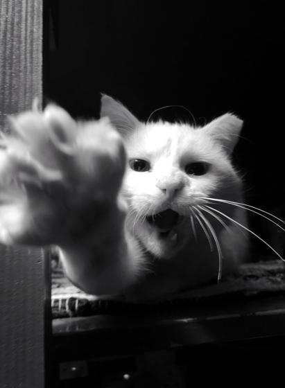 white cat showing off his mighty big paw