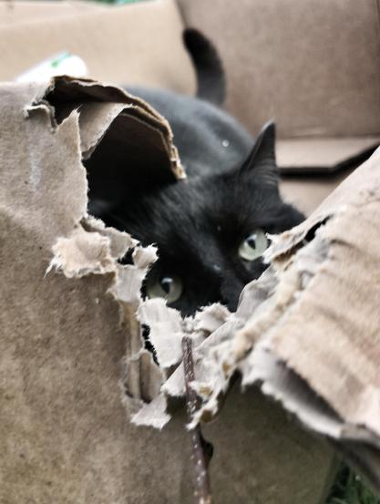 Black cat lurking in a cardboard box