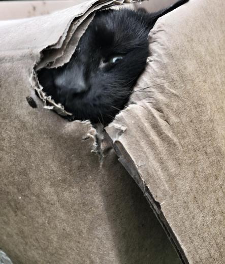 still lurking