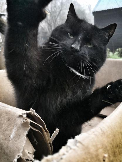 Black cat jumping out of a cardboard box
