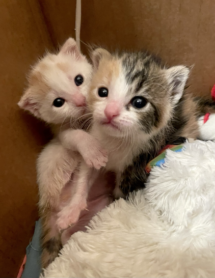 Two small calico kittens in the corner of a box. They are 3 weeks old with big open eyes. The white kitten has her front paw around her mostly brown sister