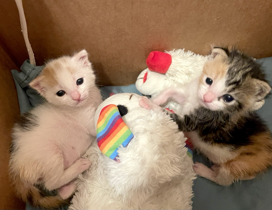 Two small calico kittens in a box. To the left she is mostly white, to the right is mostly brown. They both are growing well and have eyes open. Between them is a medium stuffed lam chop toy. The brown kitten is leaning on a small lamb chop toy.