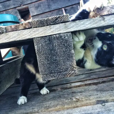 black and white contortionist cat doing  complex box-related chores
