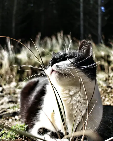 Black and white cat enjoying some sun