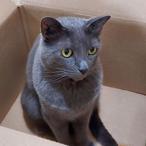 A blue-gray shorthaired cat with yellow-green eyes and white whiskers sits in a cardboard box and wonders what happens next.