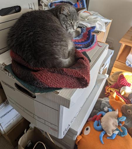 Cat resting on a stack of boxes