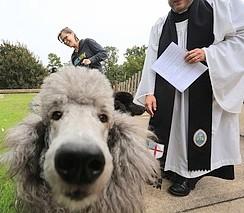 Cute Poodle Dog looking directly into the camera at you as he is there for the blessing of the animals and the Pastor and the dogs family are watching the dog in delight!