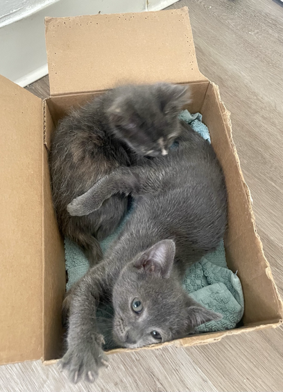 Two kittens in a box, with the grey kitten looking up
