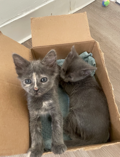 Two kittens in a box, the dilute tortie with her paws on the side, showing her pretty face