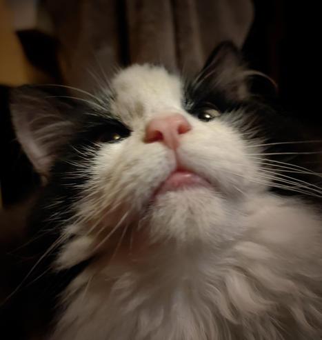 Close-up of a curious Fluffy McPuff - a longhair black and white straycat