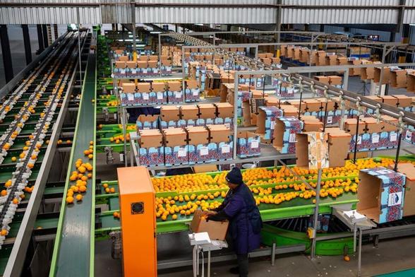 Trump Tariffs Sour the Fortunes of South Africa’s Citrus Farmers