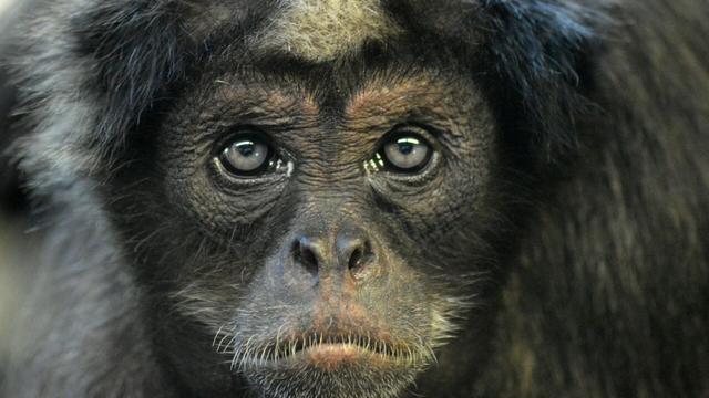#News: 🇨🇴 #Colombia’s brown spider #monkeys face #extinction. 85% of their forests vanishing due to #palmoil #coca and #meat #deforestation. Forest corridors are being touted as a solution. #BoycottPalmOil and be #Vegan for them 🌴🙊 @palmoildetect https://news.mongabay.com/2025/07/forest-corridors-protect-colombias-critically-endangered-brown-spider-monkey/?utm_source=mastodon&utm_medium=Palm+Oil+Detectives&utm_campaign=publer