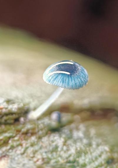 Close-up macro photograph of a Mycena interrupta mushroom, also known as the pixie’s parasol, growing from mossy bark. The tiny cap is a striking, translucent blue with fine texture and glistening highlights, supported by a delicate white stem. The background is softly blurred in warm and cool tones, emphasizing the mushroom's otherworldly appearance.