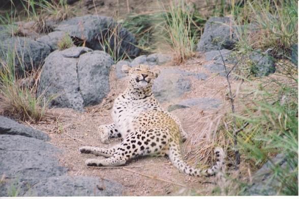 a leopard laying in a rocky gully. it is turning its head back over its body and looks like it’s smiling