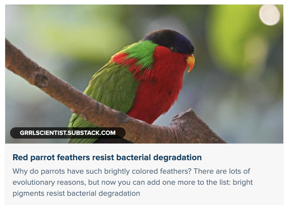 small parrot with scarlet red plumage