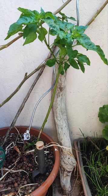 Pepper cutting (I'm not sure what type because the label faded in the sun), in a pot on my balcony growing very well. 
It's either Habanero, Serrano or Jalapeno peppers.