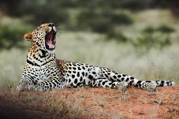 A young male leopard yawning

Sony A1 ii, Sony 300mm - 1/800, f/5.6, ISO500