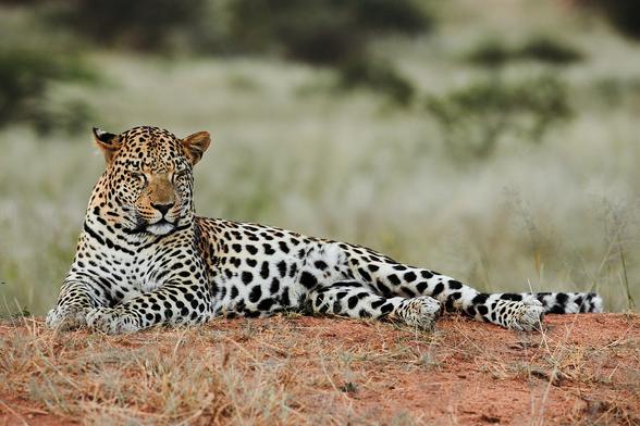 A young male leopard with its eyes closed

Sony A1 ii, Sony 300mm - 1/800, f/5.6, ISO500