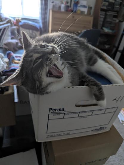 Cat yawning while sitting in box