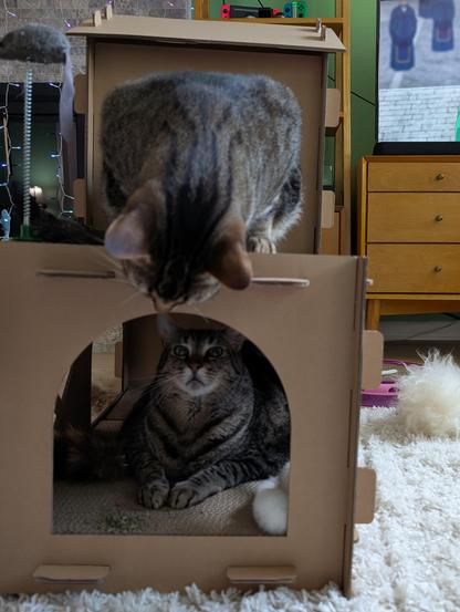 A photo featuring a two-story cat house made of cut sheets of cardboard. Inside on the bottom level is a large tabby cat, lounging quite comfortably, looking up at his brother who is on the upper level of the house and has his head hanging down over the edge to look down into the house.