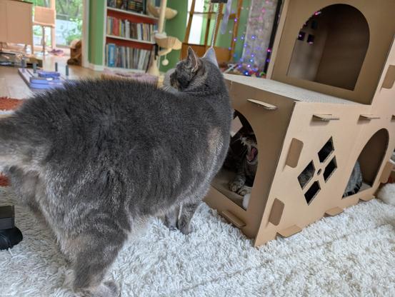 A photo featuring a cardboard cat house. A grey tabby has approached the front entrance. Inside the cat house you can just see the wide open mouth of a large tabby cat still lounging inside, with his tongue curling down.