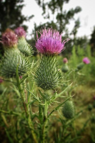 Pink topped thistles are seen close up in a meadow. Numerous flowers can be seen as well as several large trees in the background.
