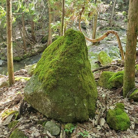 A moss covered rock beside Otowa-no-taki, giving the landscape a lush and matcha feel.