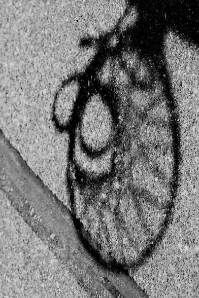 The shadow pattern of a basketball net resembles wheels on an antique bike. The largest ring's shadow rests on the line on the asphalt to create the impression it is rolling along the line,