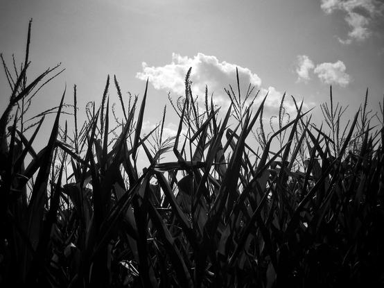 Looking up at the tops of corn growing in a field. Many plants can be seen closely together and set against a bright sky with some white clouds being seen. This is a black and white image.
