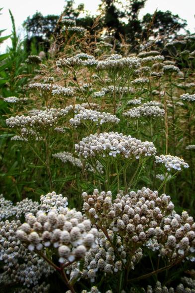 White Yarrow flowers grow in abundance in a meadow. Shot from below looking up at the plants many flowers can be seen as well as big trees in the distance and some sky at the top.
