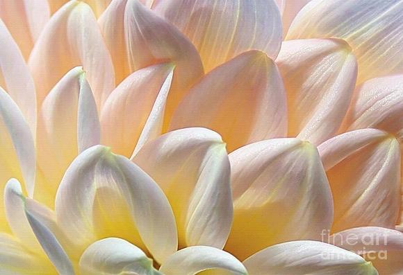 https://fineartamerica.com/saleannouncement.html?id=d762f48d831c3bfbfa10843ebf897cf9

https://fineartamerica.com/saleannouncement.html?id=c2fa3783f665770720b73f0397833c47

**ACHIEVED TIED 1ST PLACE IN FAA CONTEST - "Elegant Floral Macro - Photography" October 2021.

Won Guru Shots Top Photo Contest >> https://gurushots.com/photo/a406c58fdec28f5c9b43bc6b627bf3c9

**ACHIEVED SHARED 2ND PLACE IN FAA CONTEST - "Over Ten Thousand Visits" November 2018.
**ACHIEVED 3RD PLACE IN FAA CONTEST - "Sold in January on FAA 2017" - February 2017.
**ACHIEVED 3RD PLACE IN FAA CONTEST - "Botanical Abstract" October 2016.
**ACHIEVED 1ST PLACE IN FAA CONTEST - "Abstract Fun" January 2015.

A macro or close up photograph of a pretty pastel lemon and pink Dahlia flower making a lovely floral abstract showing us the beautiful patterns nature has to offer.

By Kaye Menner Photography

https://kaye-menner.pixels.com/featured/pretty-pastel-petal-patterns-kaye-menner.html

THE FINE ART AMERICA LOGO WILL NOT SHOW ON PURCHASED PRINTS OR PRODUCTS.