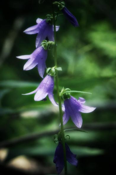 A macro shot of a creeping Bellflower growing in the forest. The bright blue/purple flowers are seen against a green background.