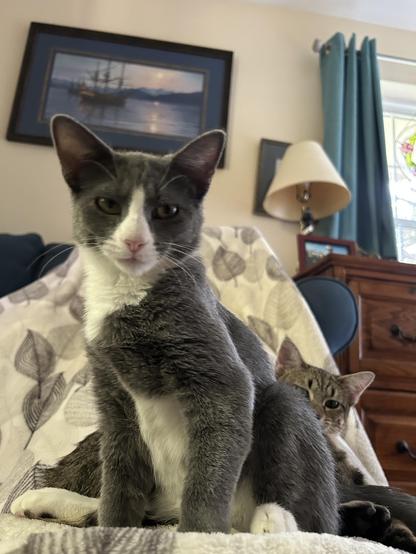 Lying on my back with my legs elevated against a blue sofa, fleece blanket, Josie, six month old, gray tuxedo kitten sitting up, looking me in the eye, behind her Ripley, lying down, peeking around the back of Josie at me.

Meditation distractions