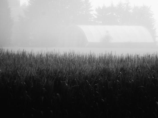 A barn is seen in the distance through the morning fog beyond a field of corn. The barn and distant trees are partially obscured because of the fog with the corn in the foreground easily seen in this black and white image.