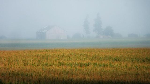 A barn and house is seen in the distance through the morning fog beyond a field of corn. The barn, house and distant trees are partially obscured because of the fog with the cornfield lit up with the early morning sun.