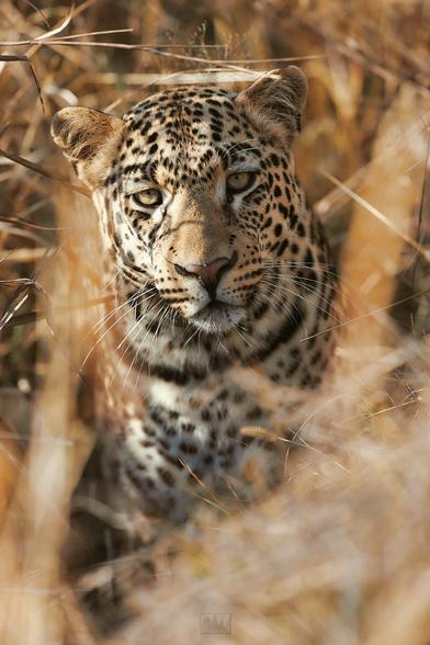 A leopard staring right into my camera

Sony A1 ii, Sony 300mm f/2.8 + 2x TC - 1/640, f/5.6, ISO 500