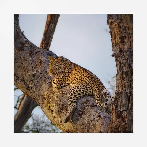 A leopard rests high up on a large tree branch, looking over it’s left shoulder making eye contact early in the morning. The morning sun highlights its golden spotted coat contrasting against the bark. The scene conveys a sense of calm and beauty of the wild. As photographed on the Okavango Delta, Botswana
