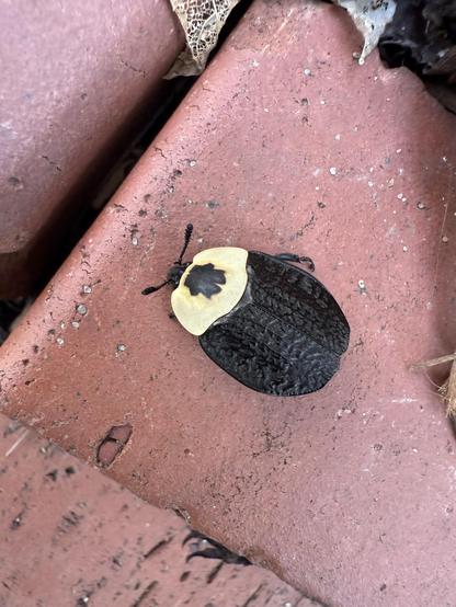 A close-up of a beetle-like bug that is about an inch long and 3/4 of an inch cross. The top of the bug is yellow and has a black spot on its back, very similar to a bumblebee, and then the back of the bug which I assume are wings is crinkly and is all black. It has a cute little black noggin and cute little black fuzzy antennae. It is sitting on a red brick.