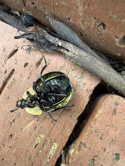 Oh no! The beetle flipped over trying to crawl up a piece of mulch that is next to it in this photo! It is upside down on the brick patio And it's underside is completely black.
