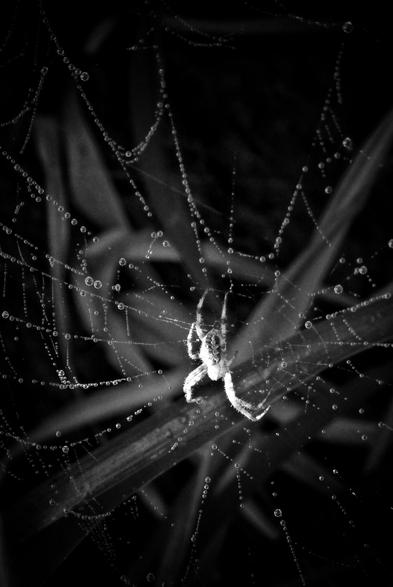 A macro image of a large spider clinging to its web located in a group of hostas. Dew drops can be seen on the web and the leaves of the plant are out of focus in the background. This is a black and white image.