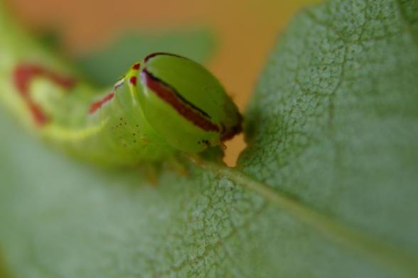 A closeup photo, focusing on the face of a very bright green caterpillar with red, yellow, and black stripes and markings, chewing on a green leaf.