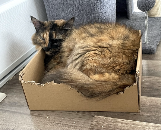 A long haired tortoiseshell cat lays in a slightly snug box