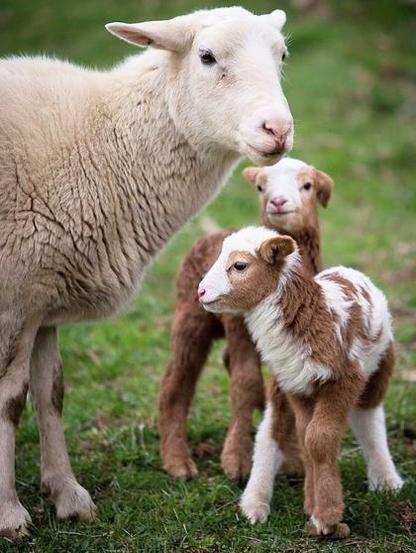 A white Mother sheep with her two little cute brown and white spotted babies