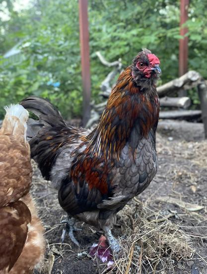 Poofy. A gloriously pretty little rooster with a nervous system powered by tachyons or so.