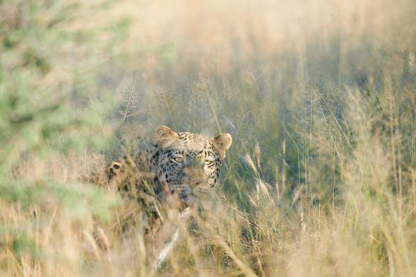 A leopard staring at my camera through the Namibian bush.

Sony A1 ii, Sony 300mm f/2.8 GM + 2x TC - 1/500, f/5.6, ISO1200