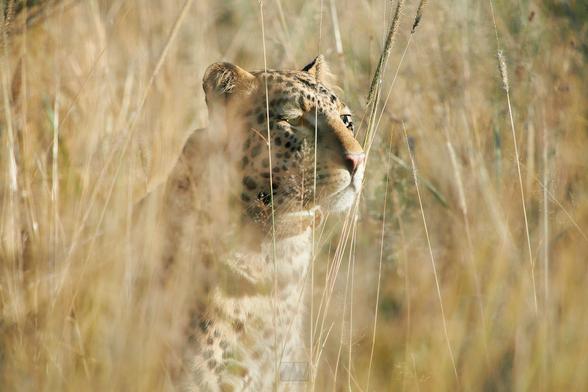 A leopard sitting and observing its surroundings, sniffing some grass.

Sony A1 ii, Sony 300mm f/2.8 GM + 2x TC - 1/640, f/5.6, ISO100