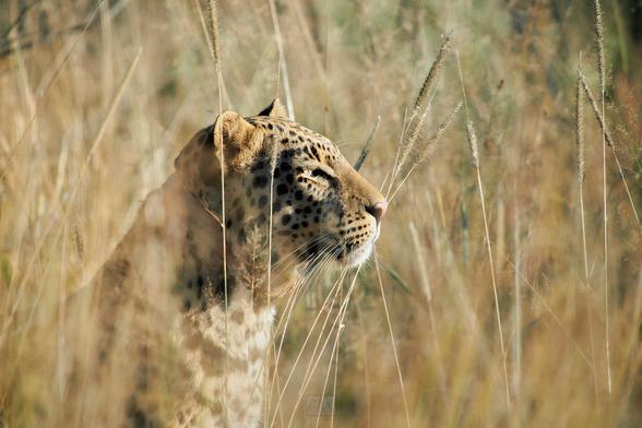 A leopard sitting in the grass, observing its surroundings

Sony A1 ii, Sony 300mm f/2.8 GM + 2x TC - 1/640, f/5.6, ISO100